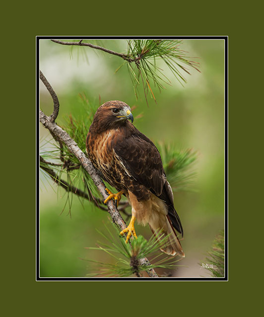 Red-Tailed Hawk